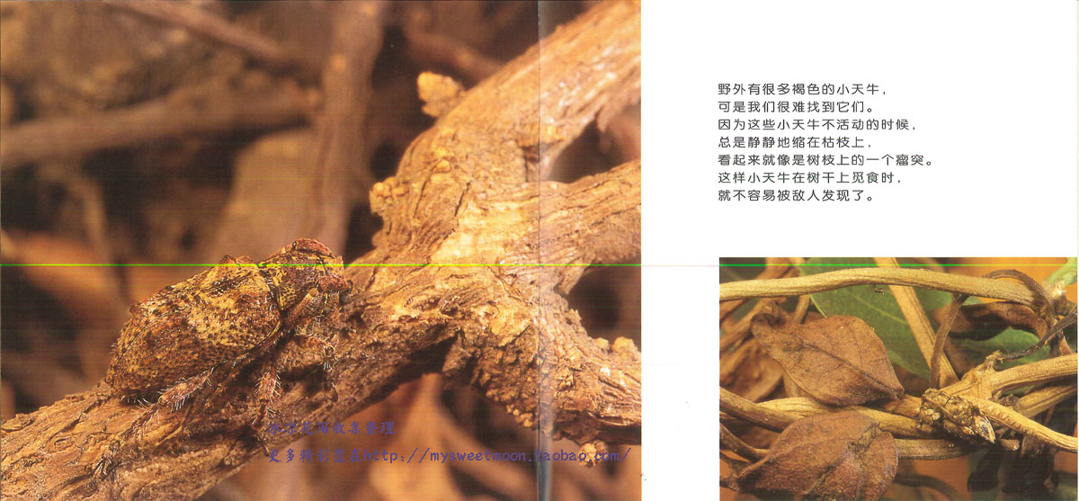 昆虫躲猫猫 (02),绘本,绘本故事,绘本阅读,故事书,童书,图画书,课外阅读
